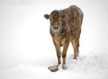 Cow in snow storm Royalty Free Stock Photography Cow in snow storm Royalty Free Stock Photography