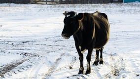 Cow standing in snow the village Stock Photos Cow standing in snow the village Stock Photos