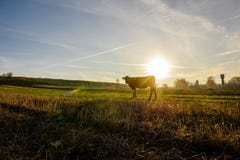 Cow turning head to camera with mountains and snow on backgrounds Royalty Free Stock Images Cow turning head to camera with mountains and snow on backgrounds Royalty Free Stock Images