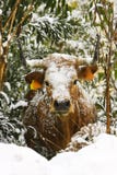 Cow With Snow On The Bush Stock Photography