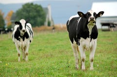 Cows Stock Images