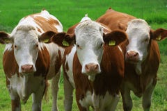 Cows Royalty Free Stock Photography