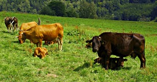 Cows And Calves Stock Photos