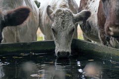Cows Close To Drinking Trough Stock Photos
