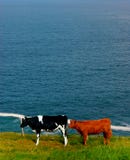 Cows in coastal field in ireland Royalty Free Stock Image Cows in coastal field in ireland Royalty Free Stock Image