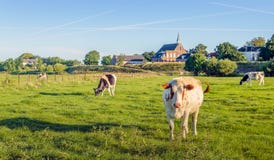 Cows Grazing In A Meadow At The Dutch In Summertime Royalty Free Stock Photo