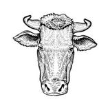 Cows head, in a graphic style hand drawn illustration stock illustration Cows head, in a graphic style hand drawn illustration stock illustration