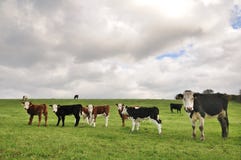 Cows In A Field Royalty Free Stock Photography