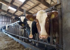 Cows In Stable Royalty Free Stock Photography Cows In Stable Royalty Free Stock Photography