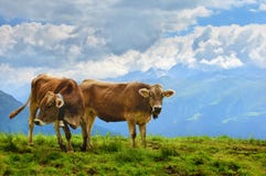 Cows In The Alpine Meadow Stock Photo