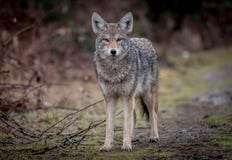 coyote fotografía de archivo coyote fotografía de archivo
