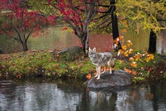 Coyote Canis latrans Stands on Rock Island Autumn royalty free stock photography Coyote Canis latrans Stands on Rock Island Autumn royalty free stock photography