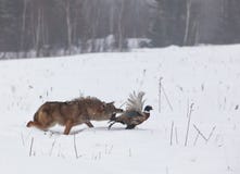 Coyote Chasing Pheasant Stock Images
