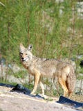 Coyote de désert Images libres de droits Coyote de désert Images libres de droits