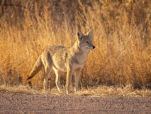 Coyote searches terrain in hopes of finding his next meal