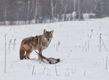 Coyote With Pheasant Stock Photo