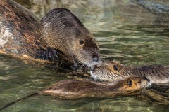 Coypu, coypus Myocastor, επίσης γνωστό ως αρουραίο ή nutria ποταμών στοκ φωτογραφία Coypu, coypus Myocastor, επίσης γνωστό ως αρουραίο ή nutria ποταμών στοκ φωτογραφία