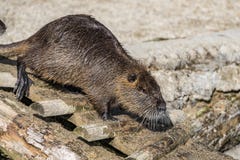 Coypu, coypus Myocastor, επίσης γνωστό ως αρουραίο ή nutria ποταμών στοκ φωτογραφίες με δικαίωμα ελεύθερης χρήσης Coypu, coypus Myocastor, επίσης γνωστό ως αρουραίο ή nutria ποταμών στοκ φωτογραφίες με δικαίωμα ελεύθερης χρήσης