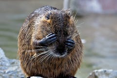 Coypu, Myocastor Coypus, alias Flussratte oder nutria lizenzfreies stockbild Coypu, Myocastor Coypus, alias Flussratte oder nutria lizenzfreies stockbild