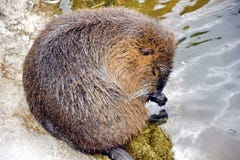 Coypus de Myocastor de Nutria s'inquiétant et se lavant photos libres de droits Coypus de Myocastor de Nutria s'inquiétant et se lavant photos libres de droits