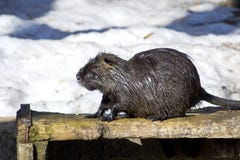 Coypus del Myocastor immagine stock Coypus del Myocastor immagine stock