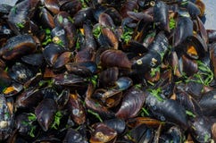 Cozze cucinate (Moules Marinieres) fotografia stock libera da diritti Cozze cucinate (Moules Marinieres) fotografia stock libera da diritti