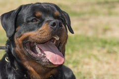 Собака Rottweiler, конец-вверх головы стоковые изображения Собака Rottweiler, конец-вверх головы стоковые изображения