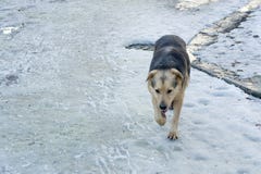 Собака Waif идя на улицу в парке города Проблема получившихся отказ животных и переполненных укрытий стоковое фото rf Собака Waif идя на улицу в парке города Проблема получившихся отказ животных и переполненных укрытий стоковое фото rf