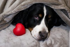 Собака горы Bernese лежит на кровати с головой покрытой с бежевой шотландкой около красного сердца Концепция любов, преданности, стоковые изображения rf Собака горы Bernese лежит на кровати с головой покрытой с бежевой шотландкой около красного сердца Концепция любов, преданности, стоковые изображения rf