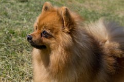 Собака желта, в профиле Немецкий пигмей pomeranian стоковое изображение Собака желта, в профиле Немецкий пигмей pomeranian стоковое изображение