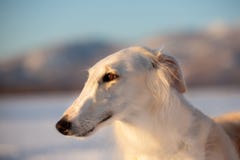 Собака красивых и элегантности бежевая русская borzoi в поле на заходе солнца стоковое изображение Собака красивых и элегантности бежевая русская borzoi в поле на заходе солнца стоковое изображение