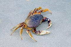 Crab Stock Image
