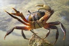 Crab Royalty Free Stock Photography
