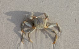 Crab On Beach Royalty Free Stock Photography