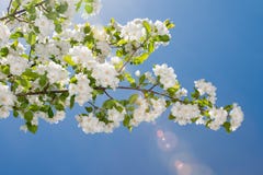 Crabapple blomstrar mot en blå himmel royaltyfri foto Crabapple blomstrar mot en blå himmel royaltyfri foto