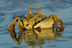 Crabe d'ordinateur de secours images stock Crabe d'ordinateur de secours images stock