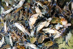 Crabes bleus attrapés frais à vendre i Image libre de droits Crabes bleus attrapés frais à vendre i Image libre de droits