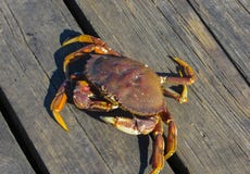 Crabes de mer, sur le rivage de l'océan pacifique Septembre 2015 Vancouver photos stock Crabes de mer, sur le rivage de l'océan pacifique Septembre 2015 Vancouver photos stock