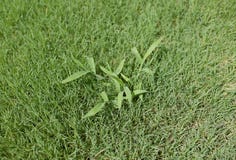 Free Crabgrass Weed In A Lawn Royalty Free Stock Image - 75066966