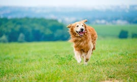 Crabot courant de chien d'arrêt d'or photographie stock libre de droits Crabot courant de chien d'arrêt d'or photographie stock libre de droits