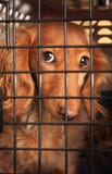 Crabot dans une cage. Crabot dans une cage.