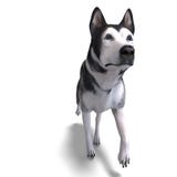 Crabot de Malamute d'Alaska. rendu 3D avec le découpage illustration de vecteur Crabot de Malamute d'Alaska. rendu 3D avec le découpage illustration de vecteur