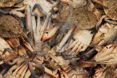 Crabs in the old Acre/ Akko market with fishing net royalty free stock image Crabs in the old Acre/ Akko market with fishing net royalty free stock image