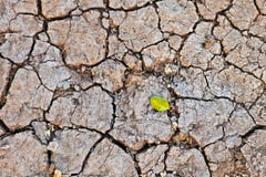Cracked Earth Royalty Free Stock Images