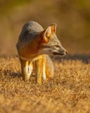 Crafty Grey Fox searches for prey