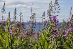 Cramondeiland, Schotland, het UK - purpere bloemen en blauwe hemel stock foto Cramondeiland, Schotland, het UK - purpere bloemen en blauwe hemel stock foto