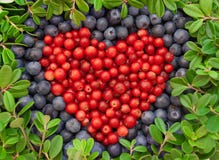 Cranberries And Blueberries Stock Image