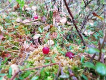 Cranberry growing in wild Siberia royalty free stock photos Cranberry growing in wild Siberia royalty free stock photos
