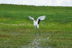 Crane dancing stock images Crane dancing stock images