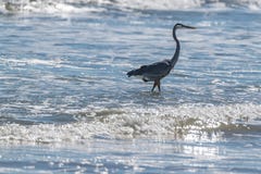 Crane Hunting Fish dans le ressac photos stock Crane Hunting Fish dans le ressac photos stock